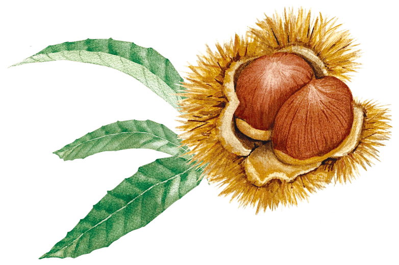 和栗の皮 — アップサイクル原料